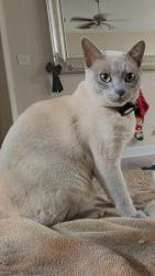 Lost Male Cat last seen Stillwater neighborhood , San Antonio, TX 78254
