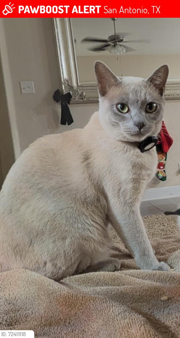 Lost Male Cat last seen Stillwater neighborhood , San Antonio, TX 78254