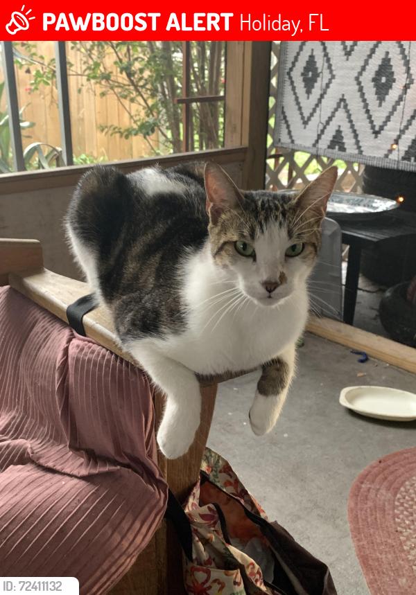 Lost Male Cat last seen Bonita, US 19, Holiday, FL 34691