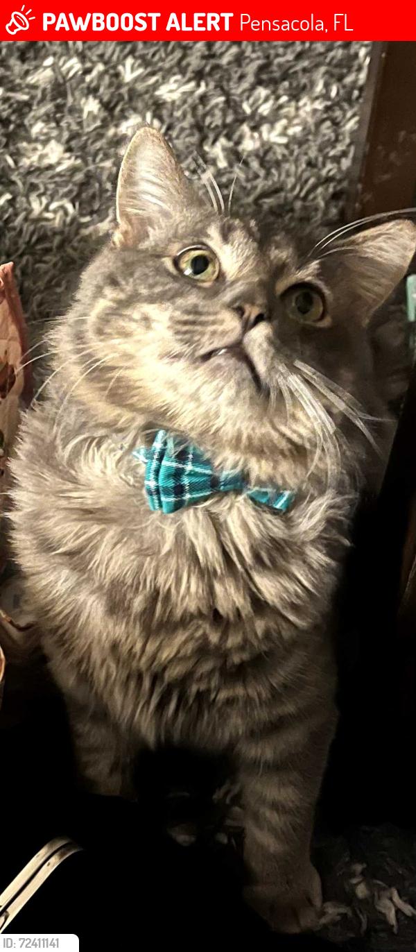 Lost Male Cat last seen Bloodworth Lane, Pensacola, FL 32504