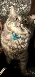 Lost Male Cat last seen Bloodworth Lane, Pensacola, FL 32504