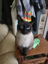 Lost Male Cat last seen Austin avenue and Joyce Street , Coquitlam, BC V3J 7X9