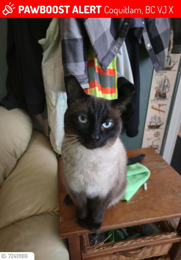 Lost Male Cat last seen Austin avenue and Joyce Street , Coquitlam, BC V3J 7X9