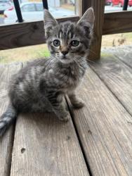 Lost Female Cat last seen N Clay St and Main Lowell NC, Lowell, NC 28098