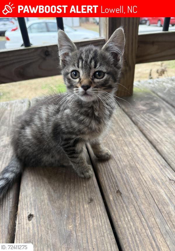 Lost Female Cat last seen N Clay St and Main Lowell NC, Lowell, NC 28098