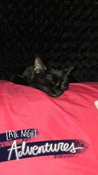 Lost Female Cat last seen Monument and dunes way drive north, Jacksonville, FL 32225