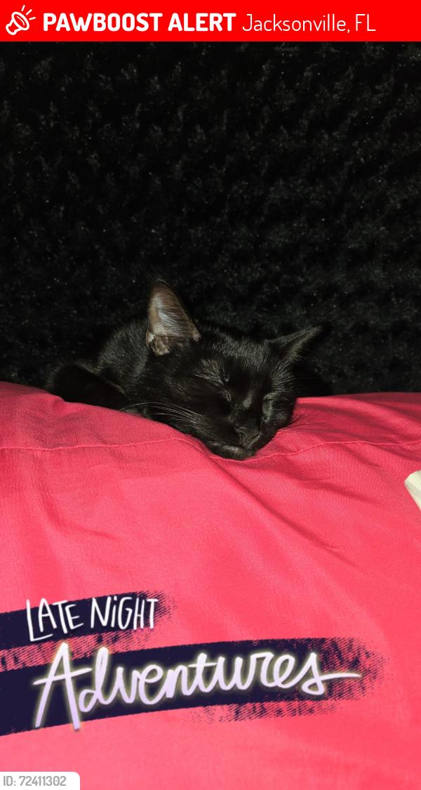 Lost Female Cat last seen Monument and dunes way drive north, Jacksonville, FL 32225