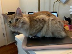 Lost Female Cat last seen Ashwood N & Amberwood Loop, Kyle, TX 78640
