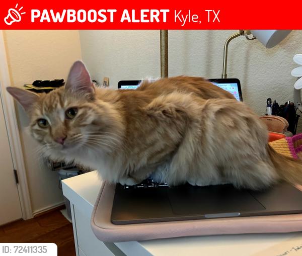 Lost Female Cat last seen Ashwood N & Amberwood Loop, Kyle, TX 78640