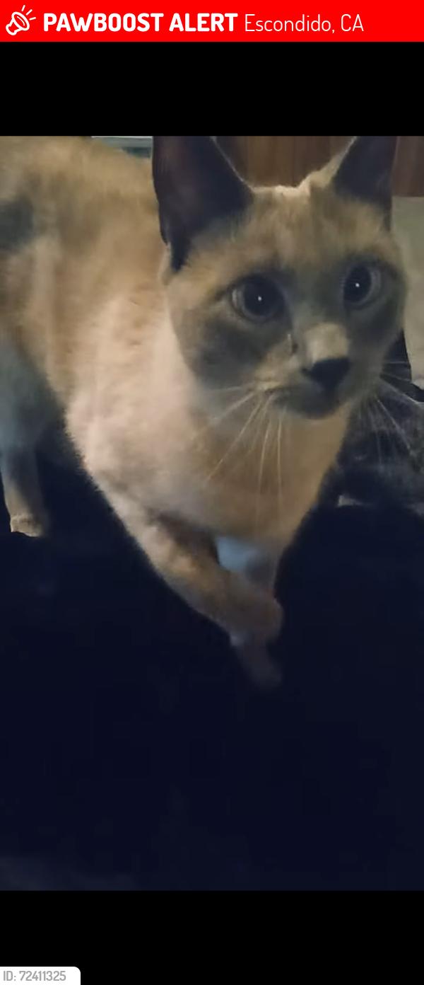 Lost Male Cat last seen Auto parkway and Howard ave, Escondido, CA 92029
