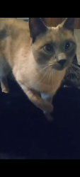 Lost Male Cat last seen Auto parkway and Howard ave, Escondido, CA 92029