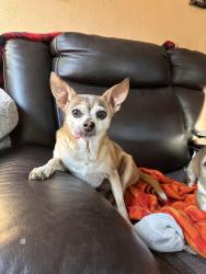 Lost Male Dog last seen Centennial and Shaumber , Las Vegas, NV 89161