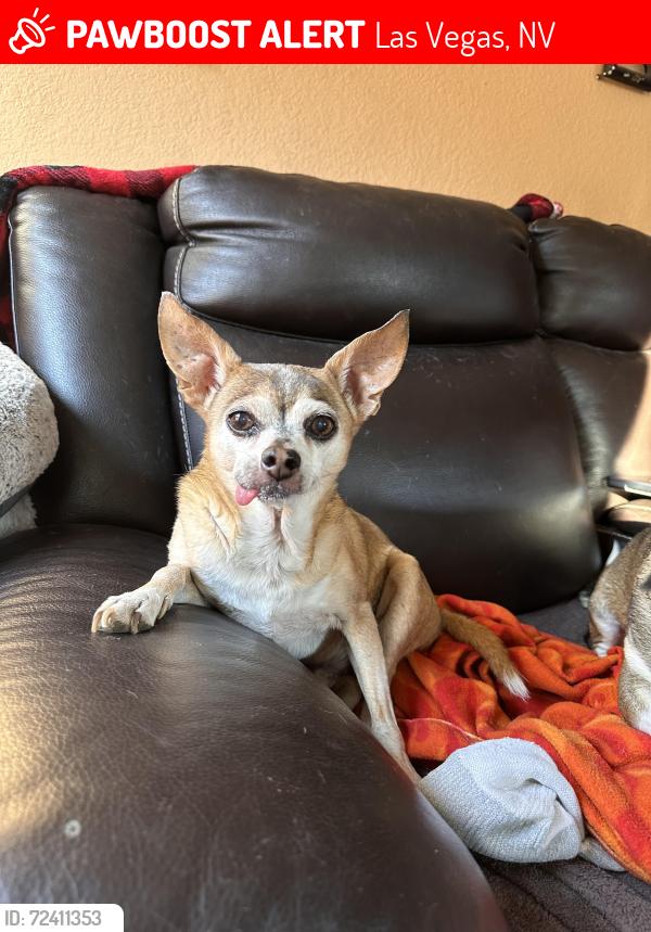 Lost Male Dog last seen Centennial and Shaumber , Las Vegas, NV 89161