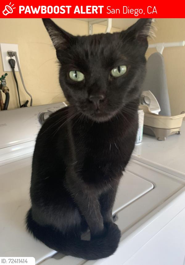 Lost Female Cat last seen Between 54th St and Campanile near SDSU Dr. San Diego, CA 92115, San Diego, CA 92115