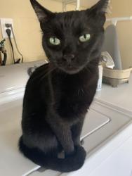 Lost Female Cat last seen Between 54th St and Campanile near SDSU Dr. San Diego, CA 92115, San Diego, CA 92115