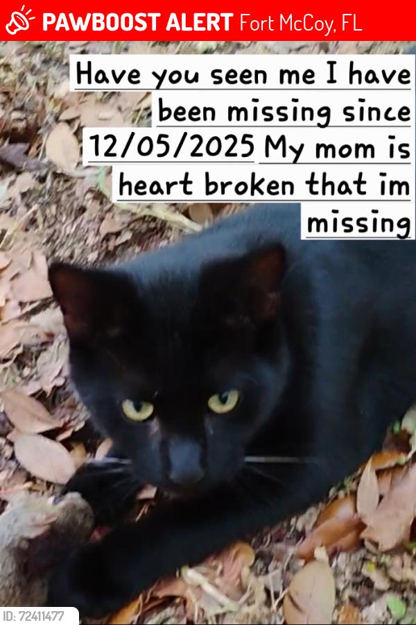 Lost Male Cat last seen DG HWY 315 and 150th ave Fort mccoy fl, Fort McCoy, FL 32134