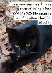 Lost Male Cat last seen DG HWY 315 and 150th ave Fort mccoy fl, Fort McCoy, FL 32134