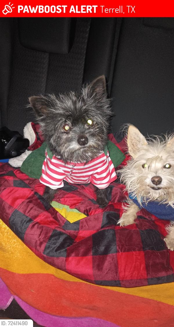 Lost Female Dog last seen Town North dr, Terrell, TX 75160