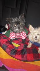 Lost Female Dog last seen Town North dr, Terrell, TX 75160