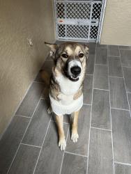 Lost Female Dog last seen Martin Luther king jr st , Bradenton, FL 34208