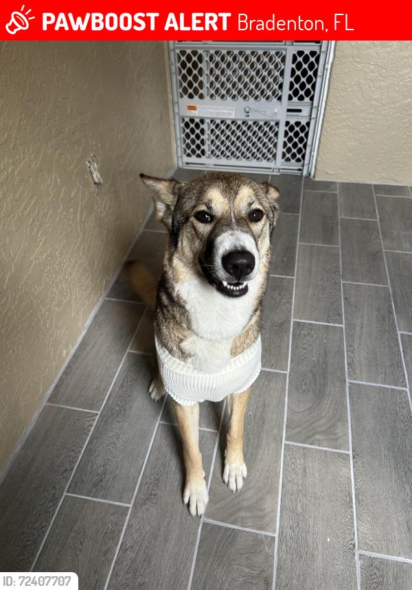 Lost Female Dog last seen Martin Luther king jr st , Bradenton, FL 34208