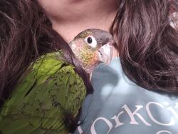Lost Unknown Bird last seen Near McKinley Ave, Los Angeles, CA 90059, Los Angeles, CA 90059
