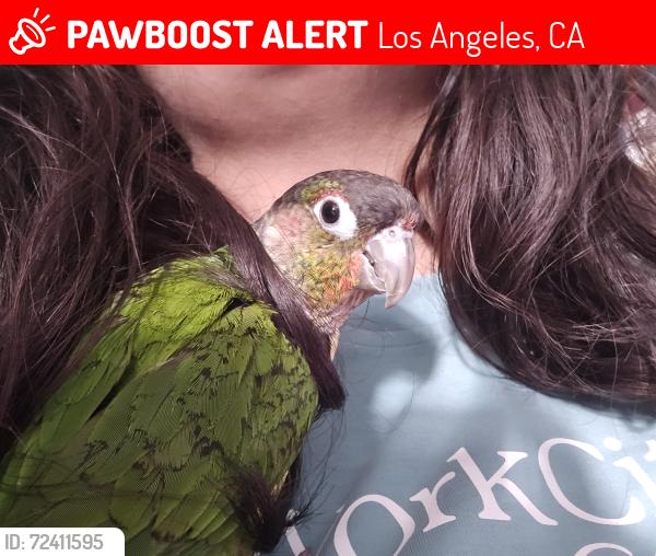Lost Unknown Bird last seen Near McKinley Ave, Los Angeles, CA 90059, Los Angeles, CA 90059