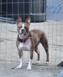 Lost Female Dog last seen Cullen, Sidney, Houston, TX 77023