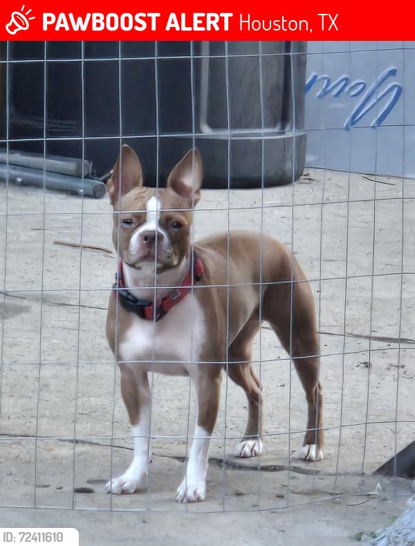 Lost Female Dog last seen Cullen, Sidney, Houston, TX 77023