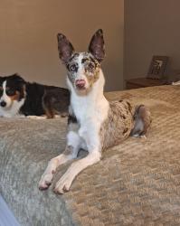 Lost Male Dog last seen Skyline Lane Holladay, TN, Holladay, TN 38341