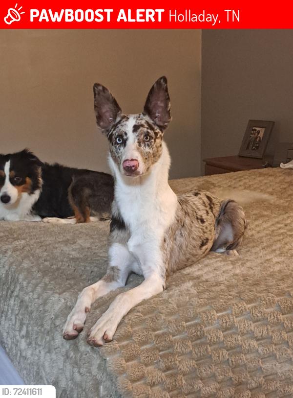 Lost Male Dog last seen Skyline Lane Holladay, TN, Holladay, TN 38341