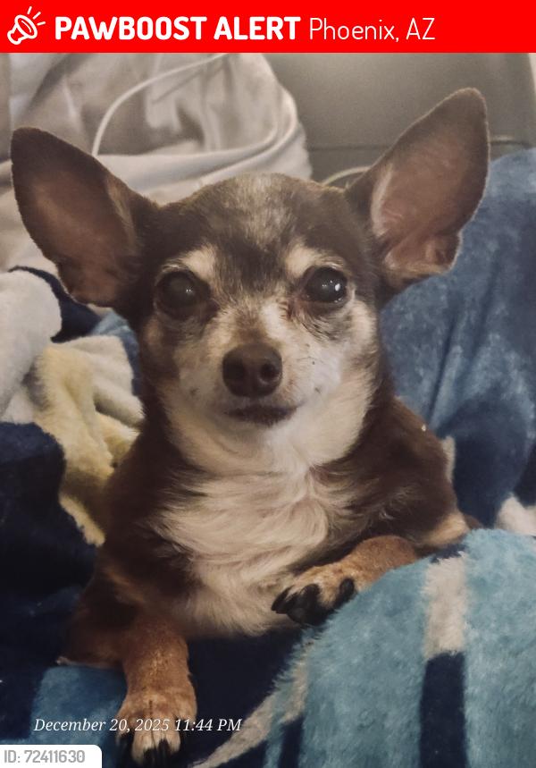 Lost Female Dog last seen 35th ave Southern, Phoenix, AZ 85041