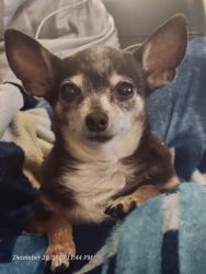 Lost Female Dog last seen 35th ave Southern, Phoenix, AZ 85041