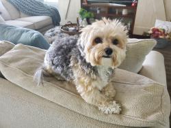 Lost Female Dog last seen Avalon Rd and Waterway Passage, Winter Garden, FL 34787