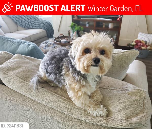 Lost Female Dog last seen Avalon Rd and Waterway Passage, Winter Garden, FL 34787