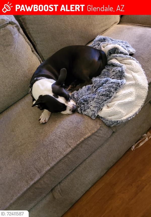 Lost Female Dog last seen 55th ave and myrtle , Glendale, AZ 85304