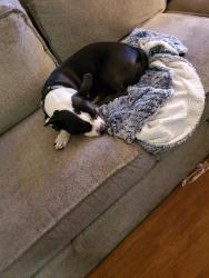 Lost Female Dog last seen 55th ave and myrtle , Glendale, AZ 85304