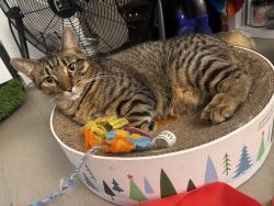 Lost Female Cat last seen The 91 on Santa Barbara , Pleasant Hill, CA 94523