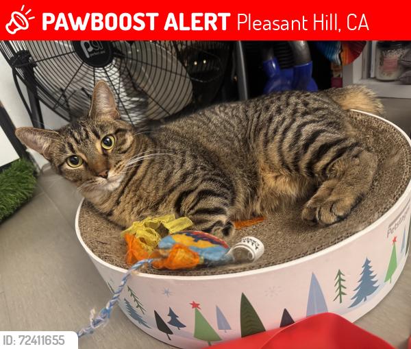 Lost Female Cat last seen The 91 on Santa Barbara , Pleasant Hill, CA 94523