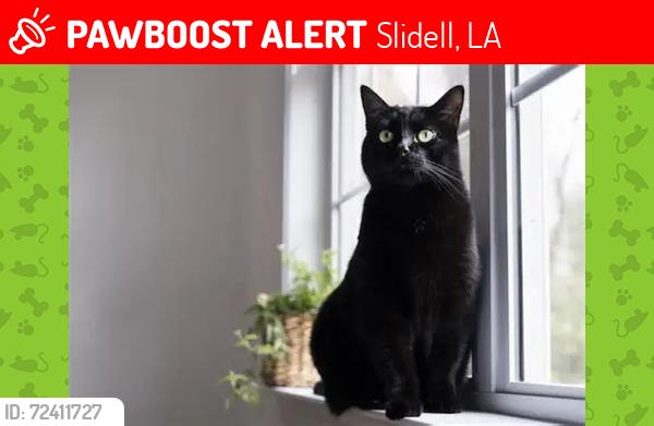 Lost Female Cat last seen c bank dr, Slidell, LA 70461