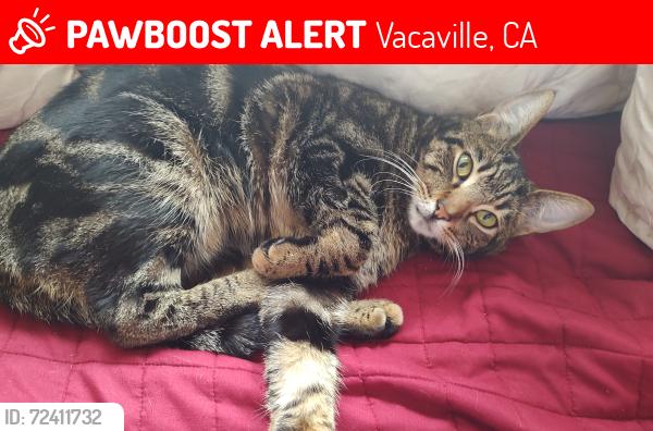 Lost Male Cat last seen Hemlock and Citrus Ave, Vacaville, CA 95688