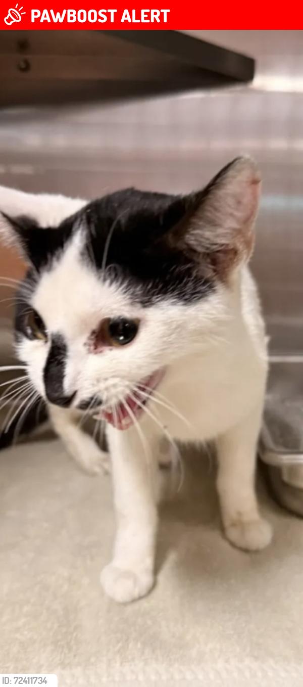 Lost Female Cat last seen 7 Mile and Beach Daly, Redford Township, MI 48240