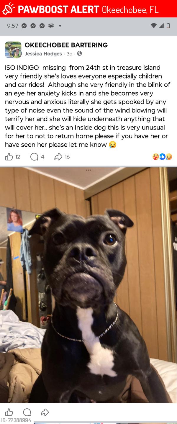 Lost Female Dog last seen Seminole Brighton casino, Seminole, FL 33772