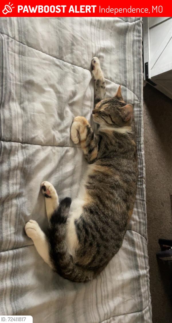 Lost Female Cat last seen E Winner Rd and S. Hedges Ave., Independence, MO 64052