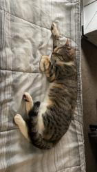 Lost Female Cat last seen E Winner Rd and S. Hedges Ave., Independence, MO 64052