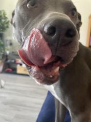 Lost Female Dog last seen Denton, El Paso County, TX 79836