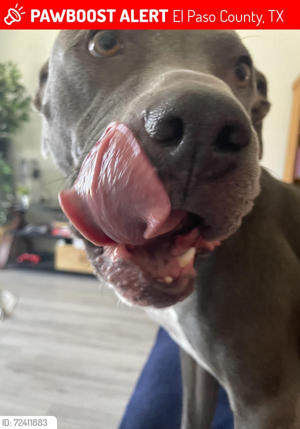 Lost Female Dog last seen Denton, El Paso County, TX 79836