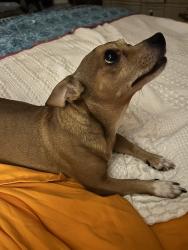 Lost Male Dog last seen Airoso and St.James, Port St. Lucie, FL 34983