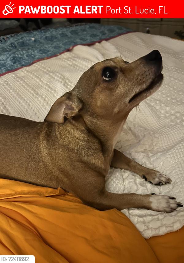 Lost Male Dog last seen Airoso and St.James, Port St. Lucie, FL 34983