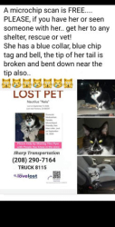 Lost Female Cat last seen 19/Northstar truck stop 14416 slover & cherry av Fontana CA 92337, Fontana, CA 92337